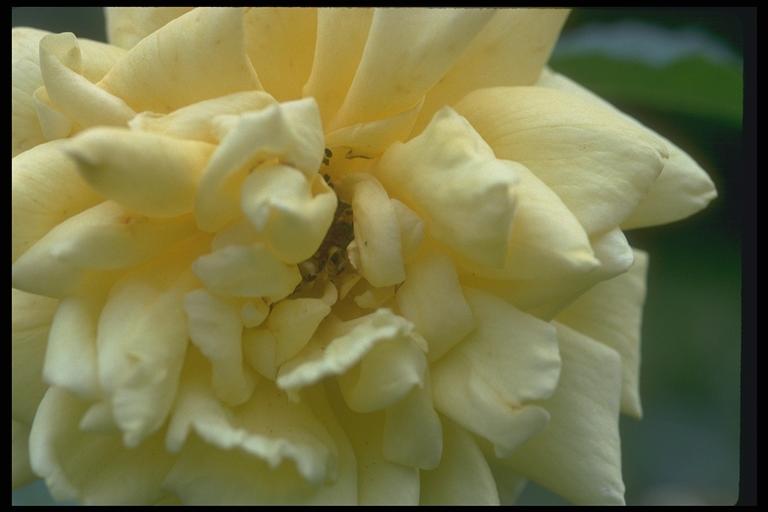 Photo of the yellow opened bud
