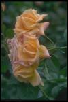 Photo of tea roses on a branch