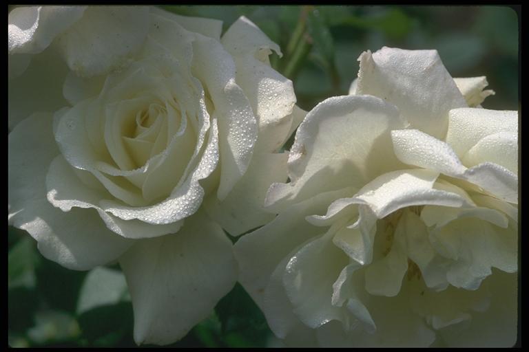 Picture of white buds with solar patches of light