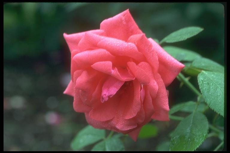 Picture of a pink bud on a branch