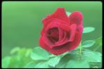 Picture with a red bud in greens