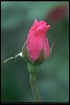 Photography of the closed bud