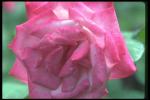 Photo of the dismissed rose