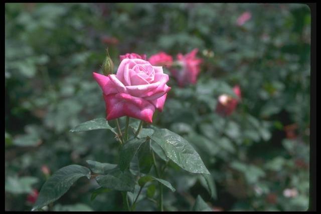 照片上的花蕾玫瑰园干