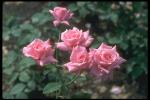 Photo of a pink blossoming bush