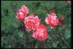 Picture with blossoming roses