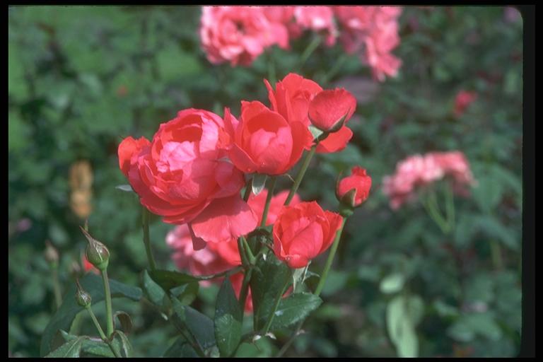 Picture of a bush of scarlet roses