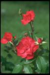 Picture of scarlet roses