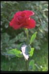 Photo of a scarlet bud