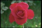 Photography of a scarlet flower