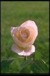 Picture of a white bud