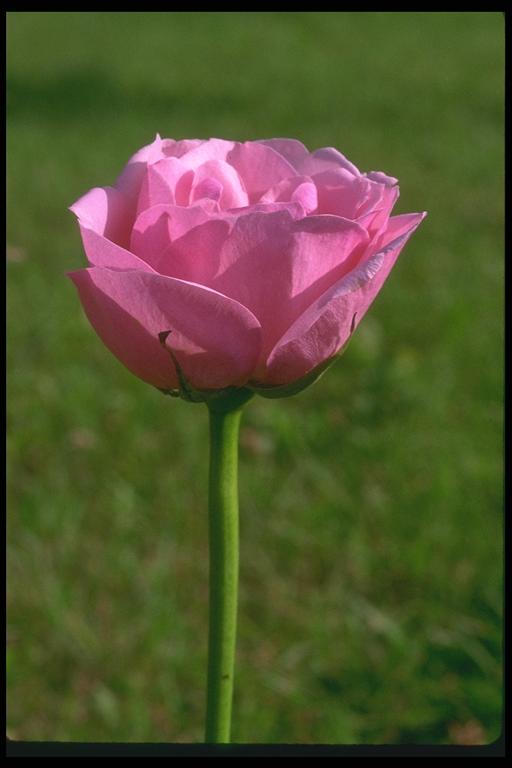 Photo with a rose on a stalk