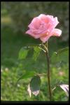 Picture of a rose on a stalk
