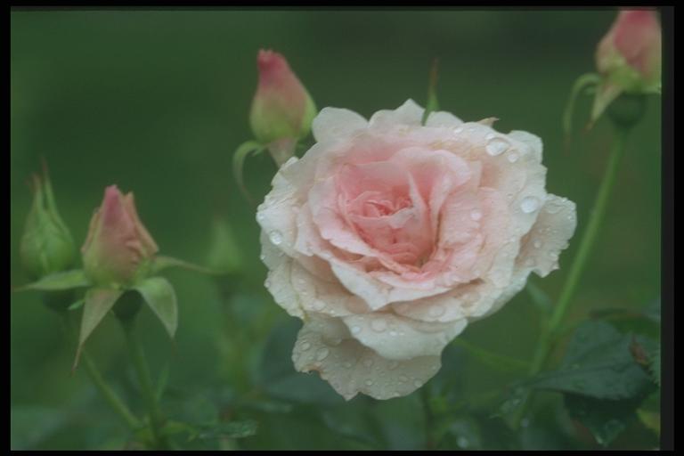 Photography with a pink bush
