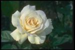 Picture of a beautiful white rose