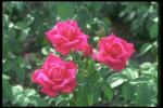 Photo with a bright pink bush
