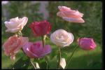 Photography with a bush of various roses