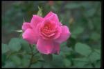 Picture of a blossoming rose