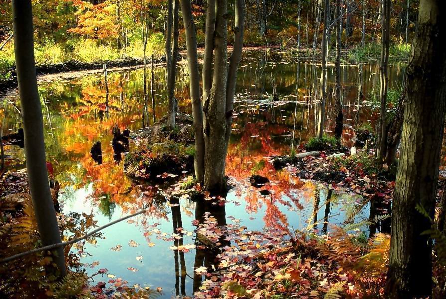 AUTUMN1.jpg