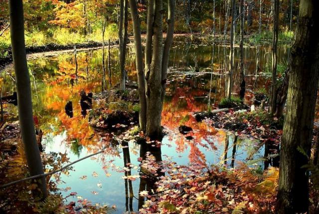 AUTUMN1.jpg