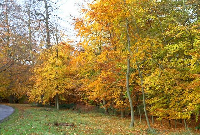 AUTUMN2.JPG