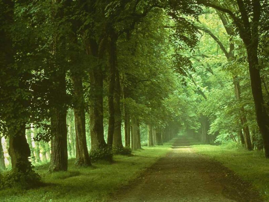 nature131.jpg