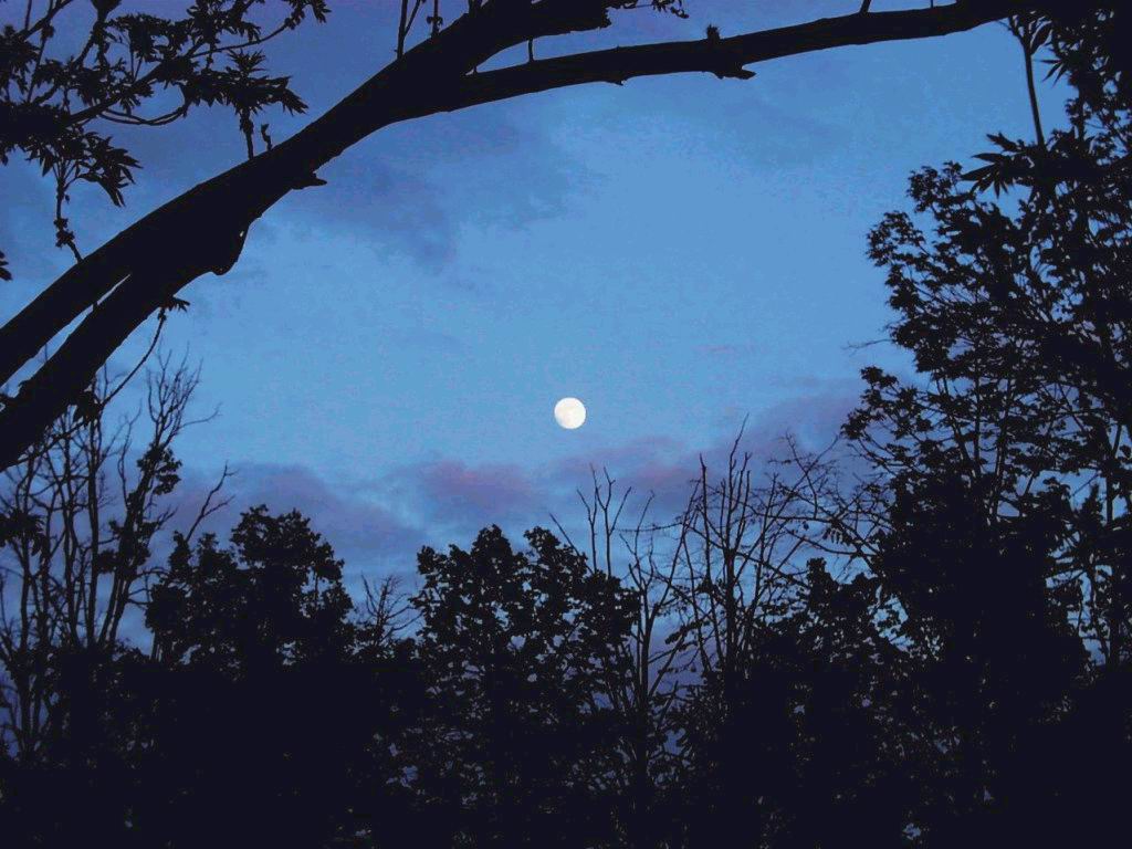 nature152.jpg
