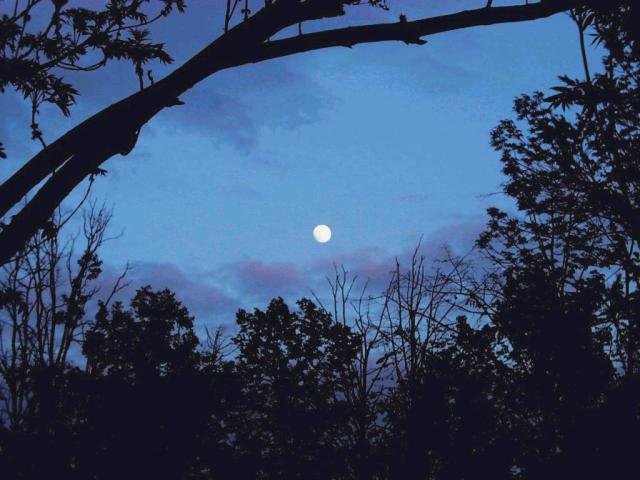 nature152.jpg