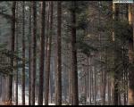 nature16.jpg