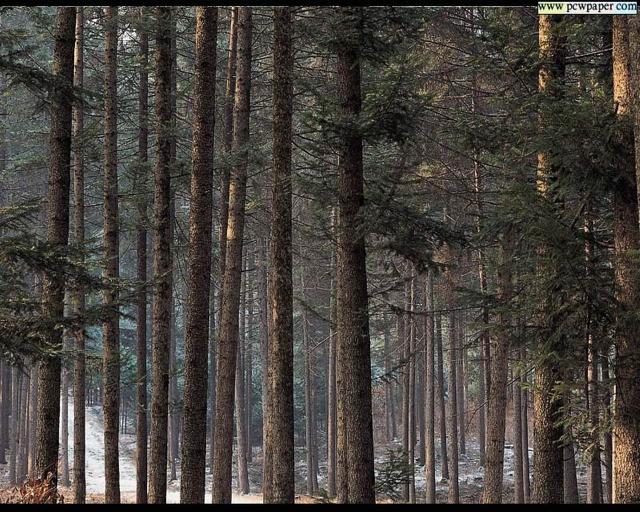 nature16.jpg