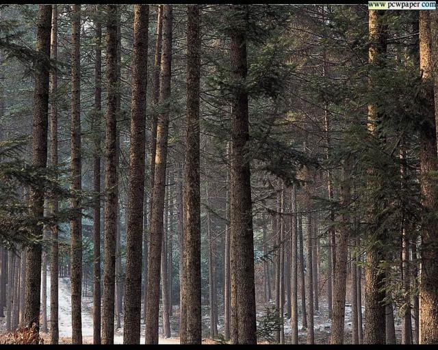 nature16.jpg