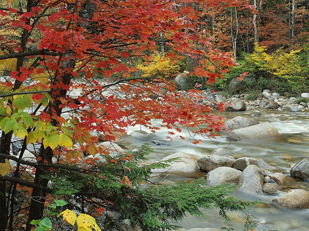 nature17.JPG