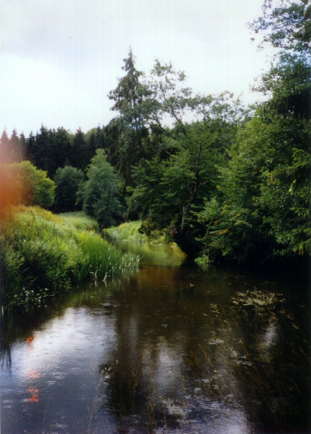 nature2.jpg