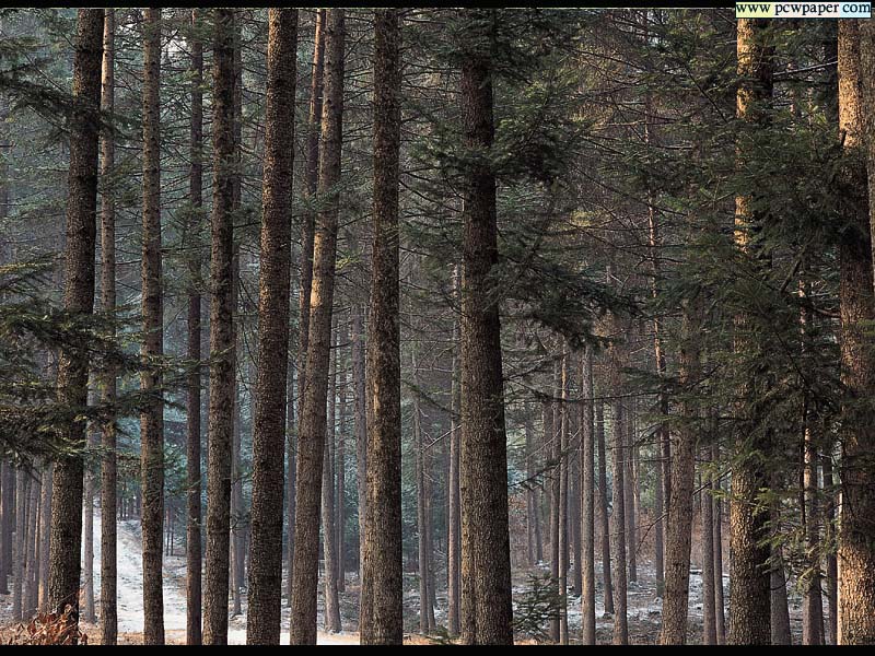 nature79.jpg