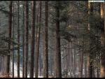 nature79.jpg