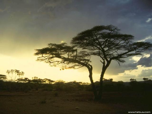 sun-tree.jpg