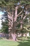 TREE1.JPG