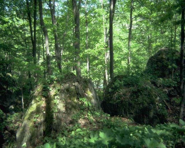 TREES1_1.JPG
