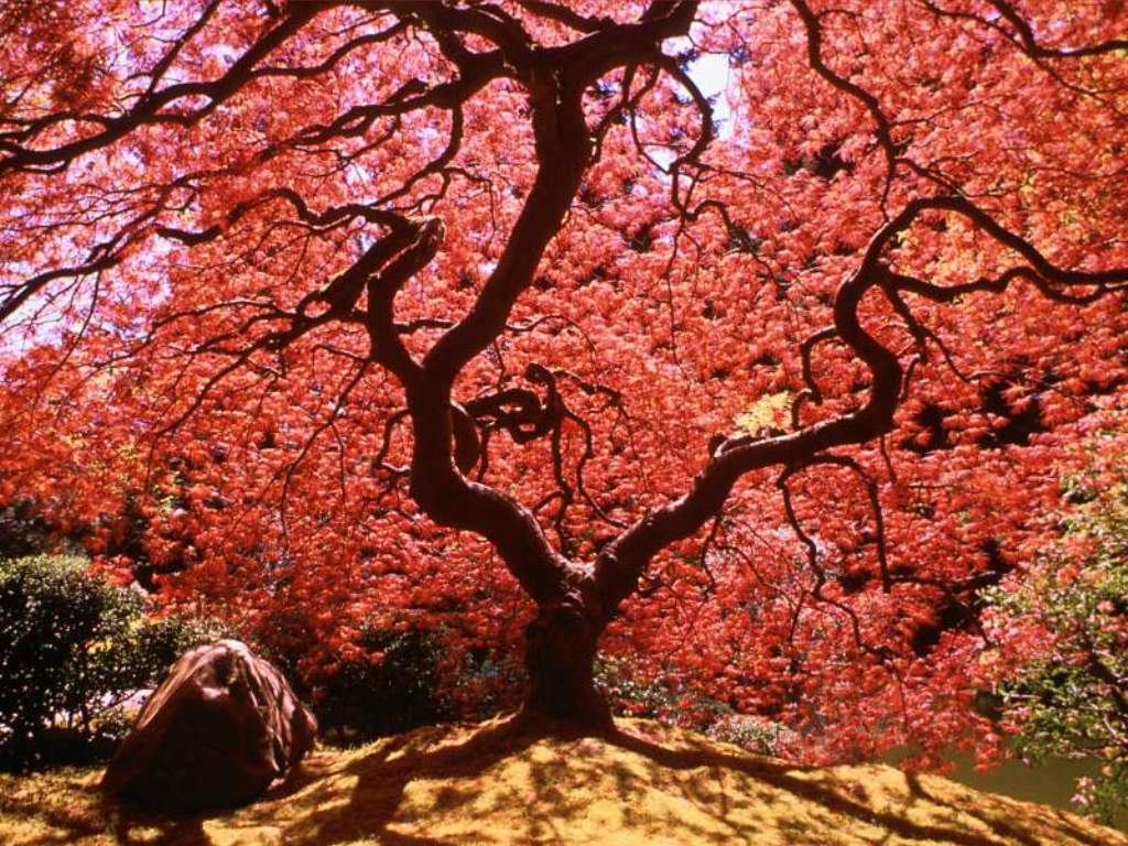 Vine Maple Tree_ Japan.JPG