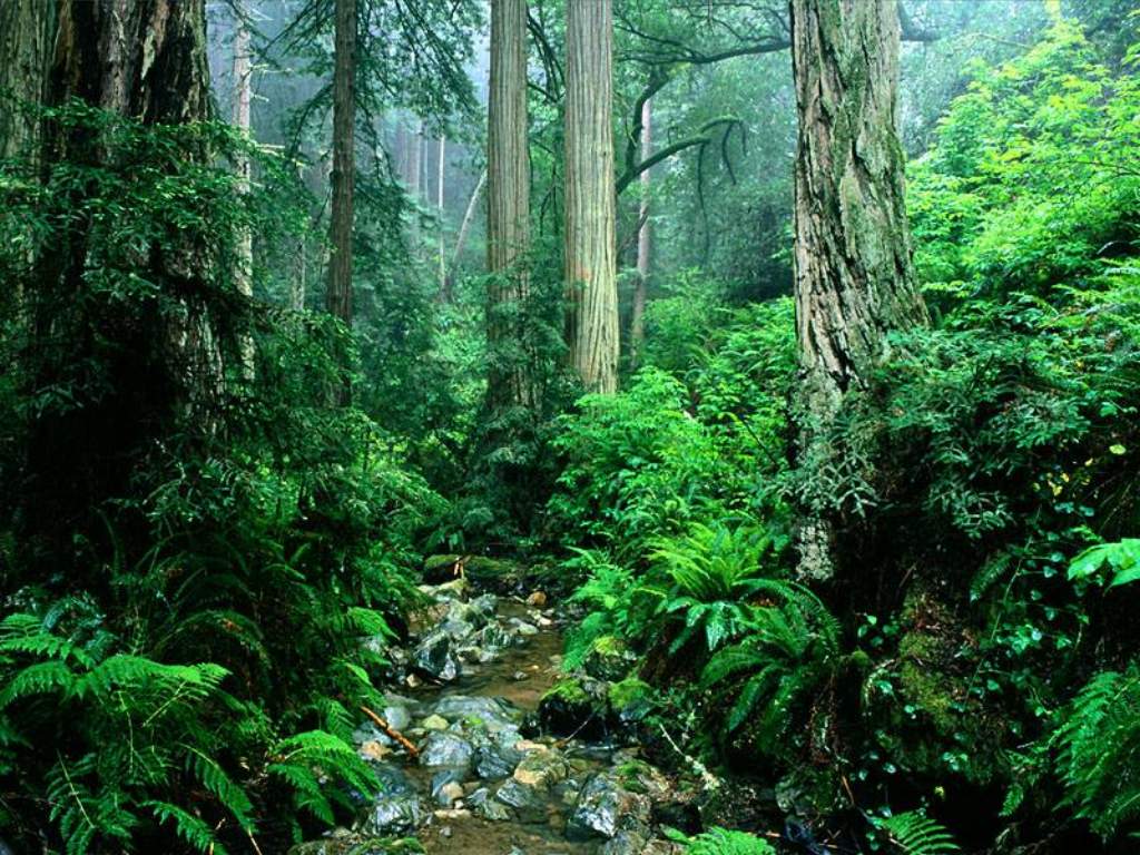 Webb Creek_ Tamalpais State Park_ California.JPG