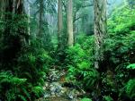 Webb Creek_ Tamalpais State Park_ California.JPG