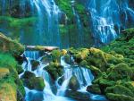 Proxy Falls_ Willamete National Forest_ Oregon.JPG