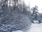 nature6.jpg