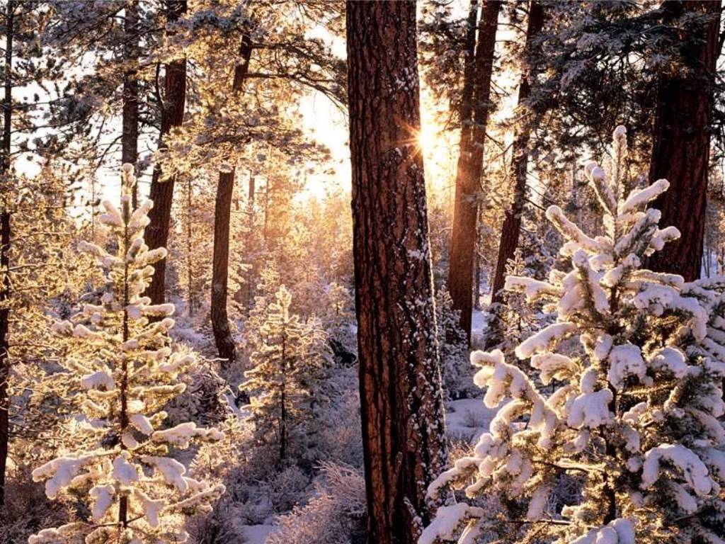 Ponderosa Starburst_ Fremont National Forest_ Oregon.JPG