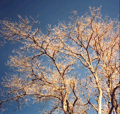 TREES04.JPG