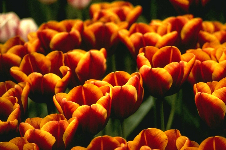 picture of Dutch tulips