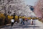 Landscape with flowering trees alley