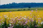 Picture with wildflowers