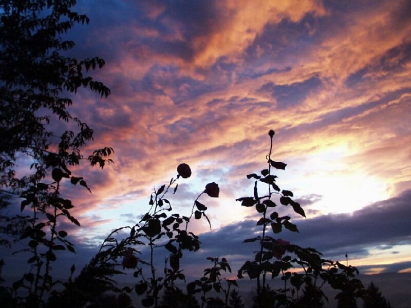 nature53.jpg