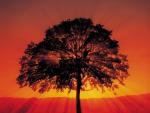 tree.jpg